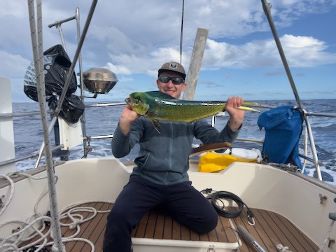 mahi-mahi