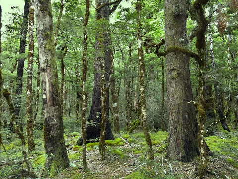 beach-forest