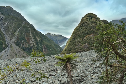 fox-glacier