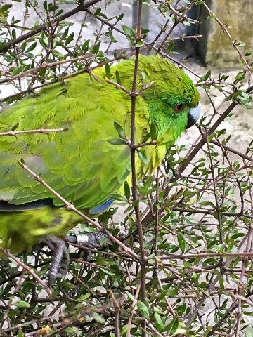 parakeet