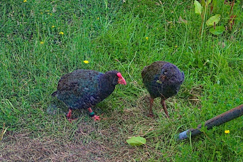 takahe